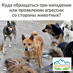 Нападение животных, как быть, что делать ?